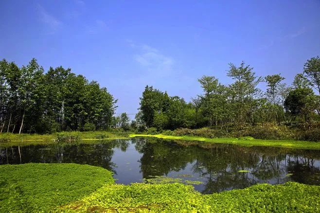 人工濕地對(duì)農(nóng)村生活污水的處理效果研究