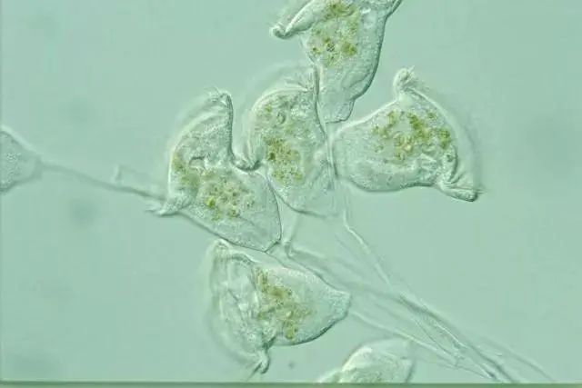 你知道污水處理菌種都有哪些嗎？